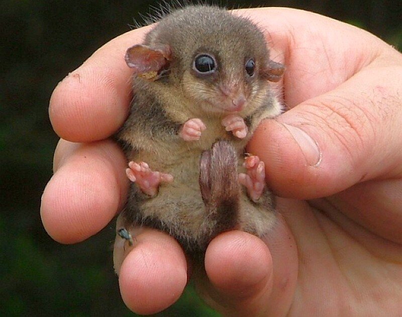 Baby Possum in Hand