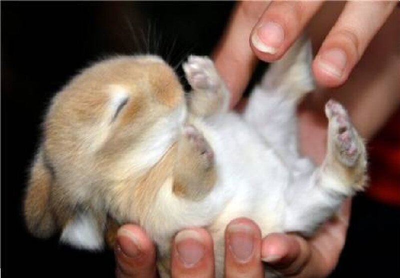 Baby Rabbit Being Held