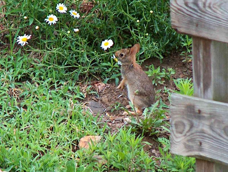 Baby Rabbit Eating Flower