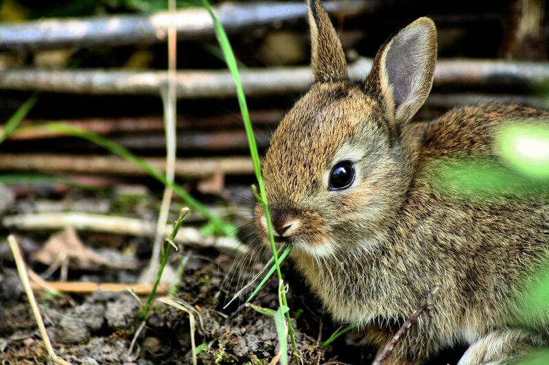 baby rabbit eating grass