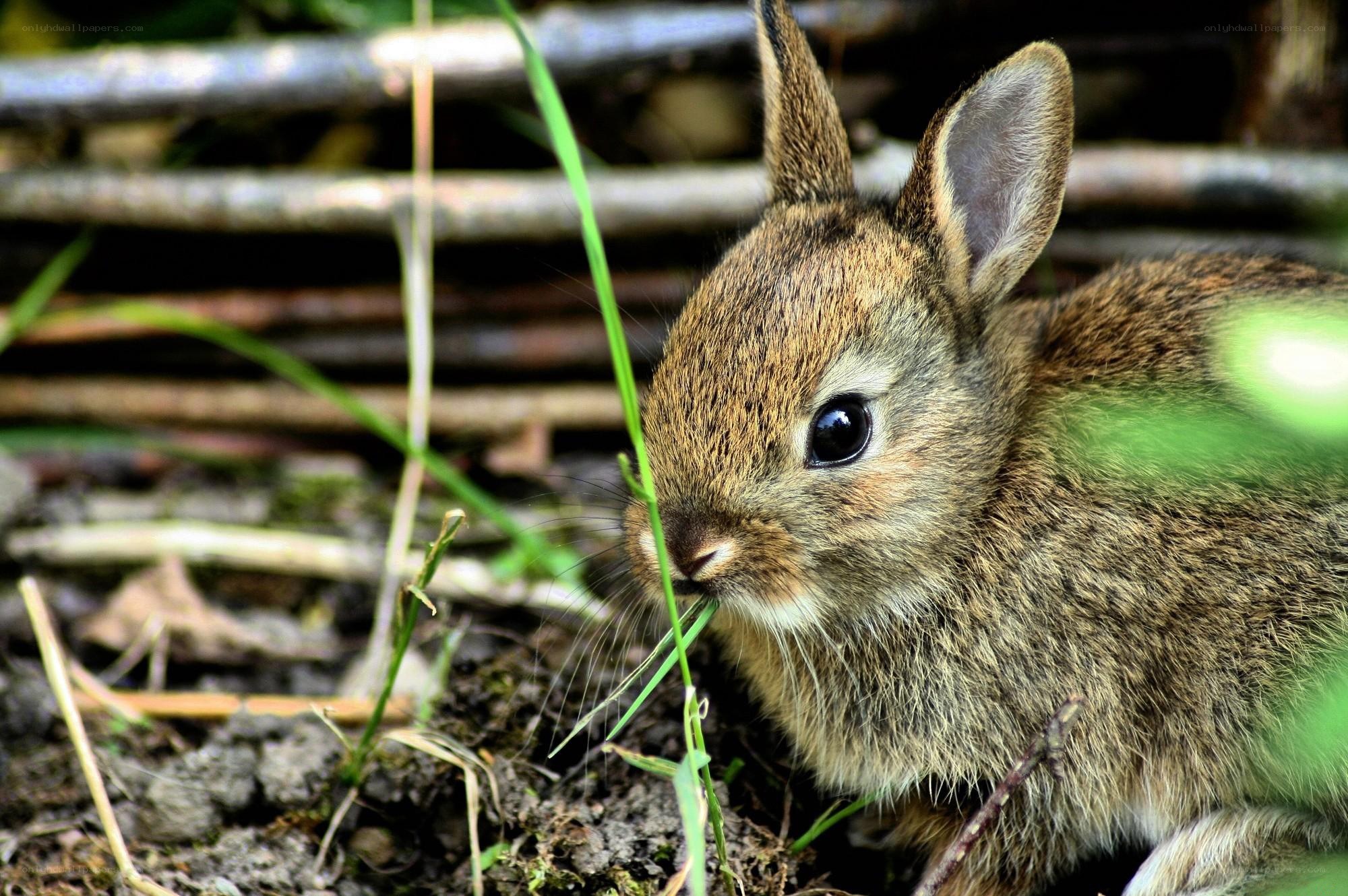 baby rabbit eating grass