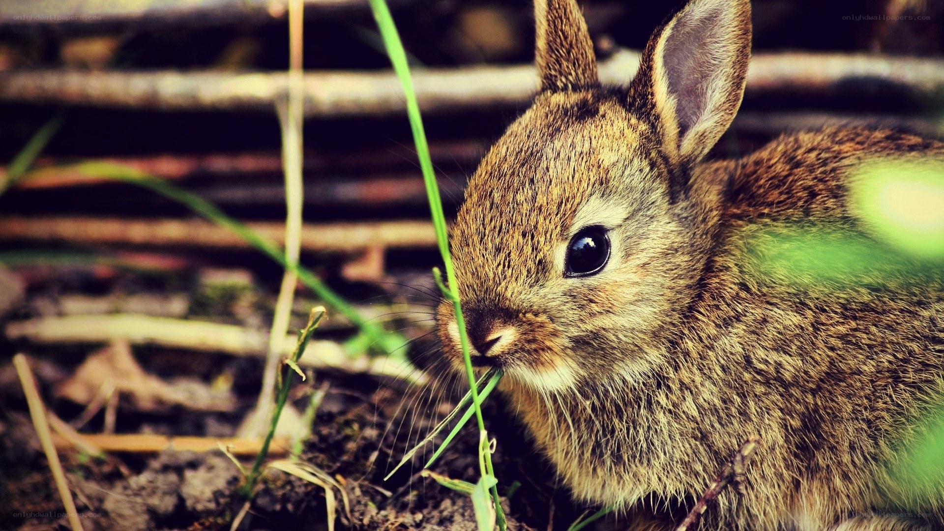 baby rabbit eating grass