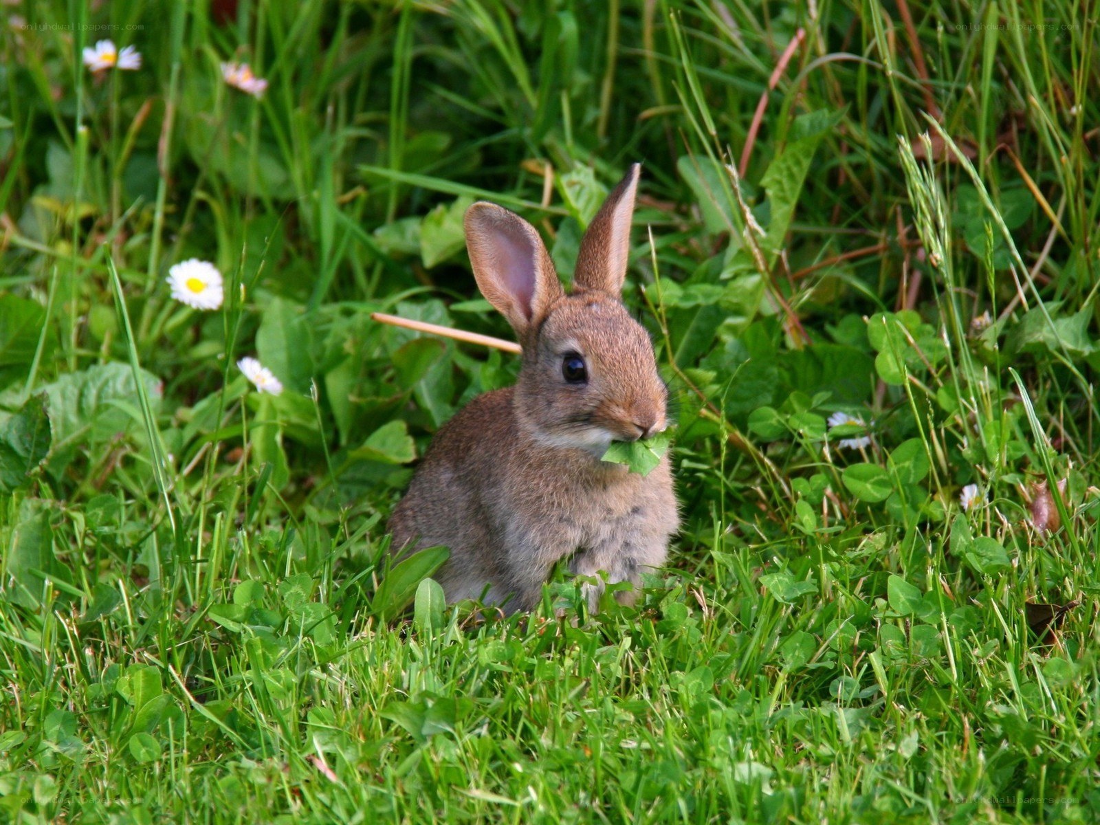 Baby rabbit eating grass