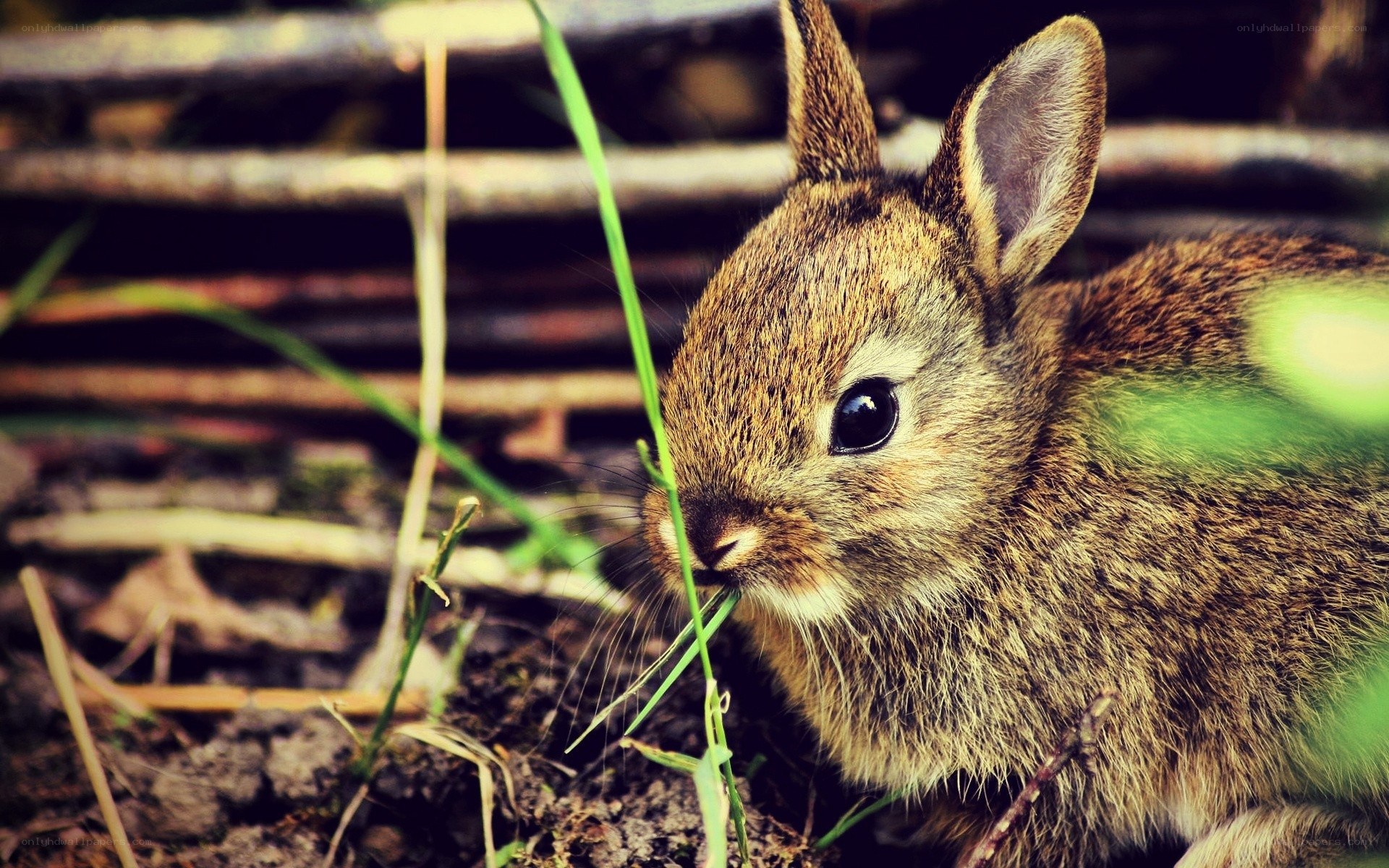 Baby rabbit eating grass