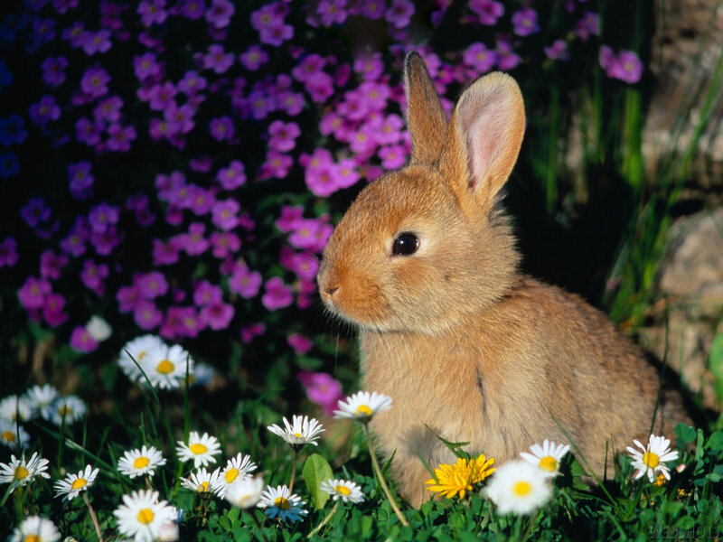 Baby rabbit in a flower field