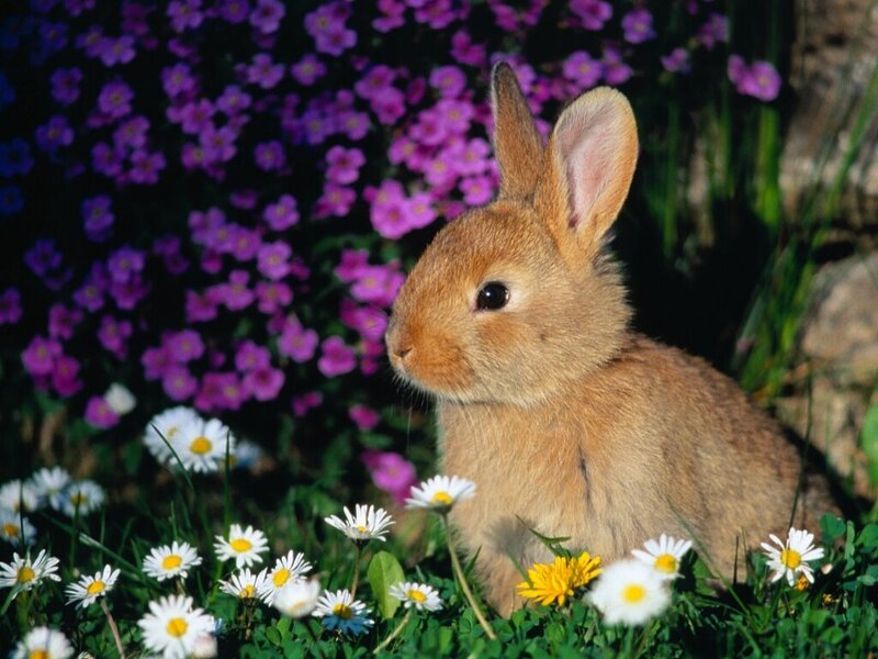 Baby rabbit in a flower garden