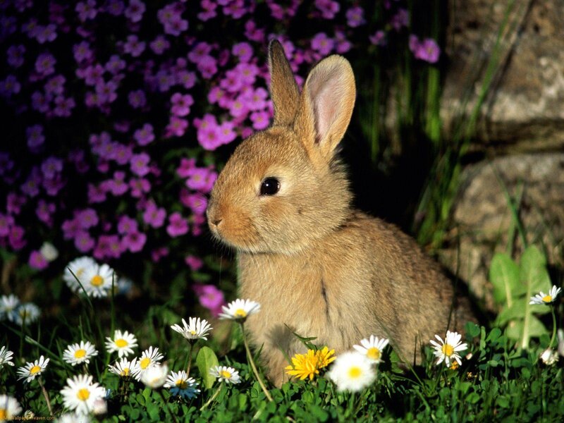 Baby rabbit in a flower garden