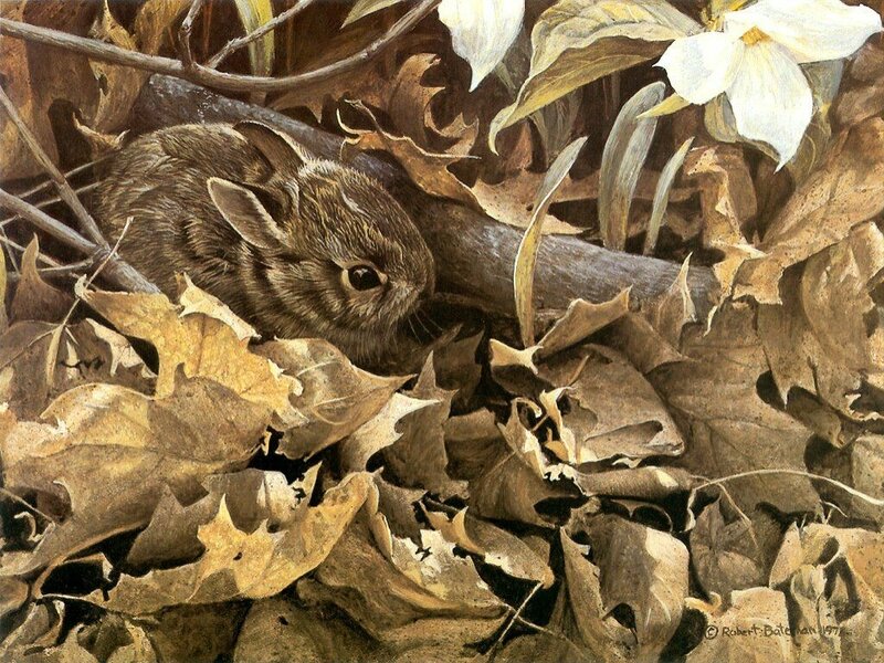 Baby rabbit in autumn leaves