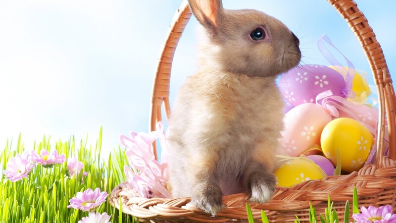 Baby Rabbit in Basket