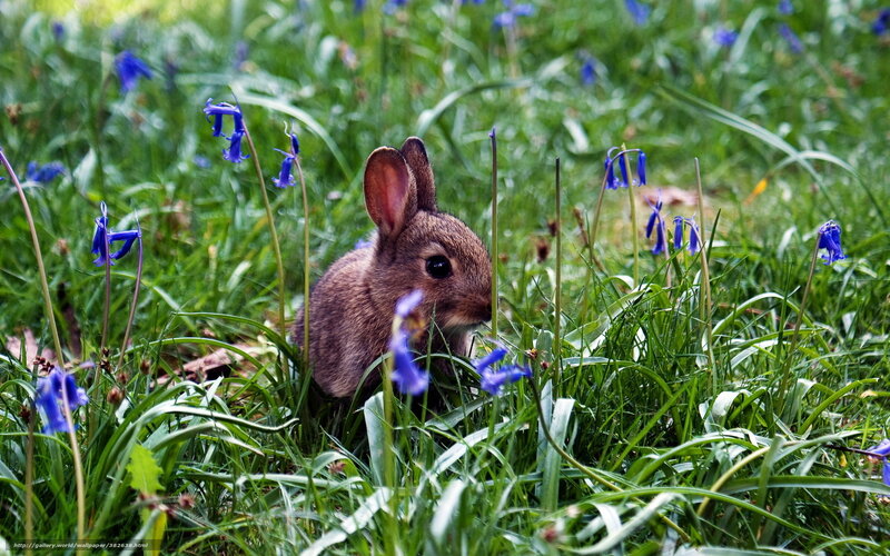 Baby rabbit in bluebells