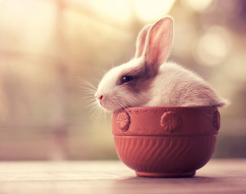 Baby Rabbit in Bowl