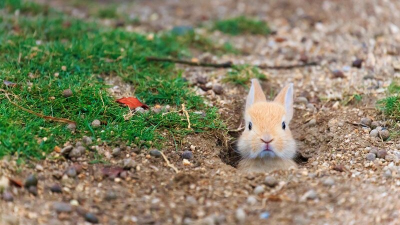Baby Rabbit in Burrow