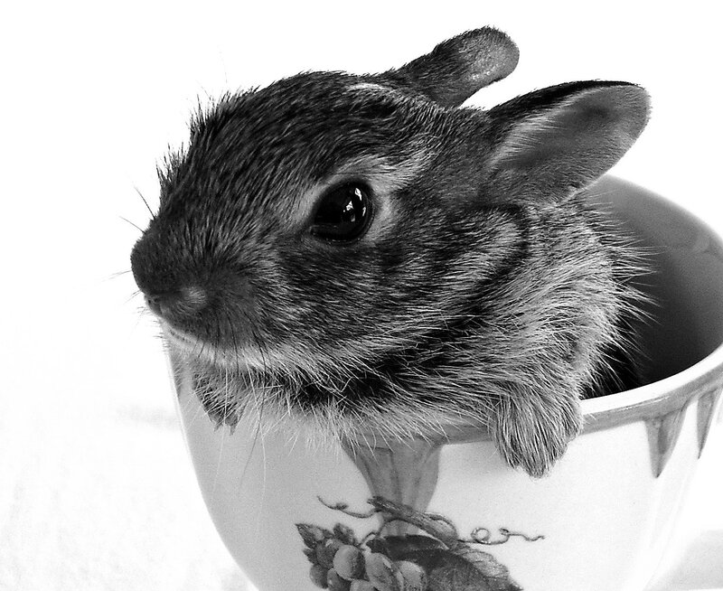 Baby Rabbit in Cup — Black