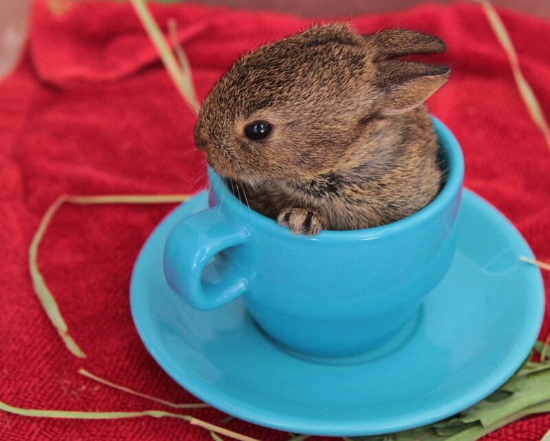 Baby Rabbit in Cup — Blue