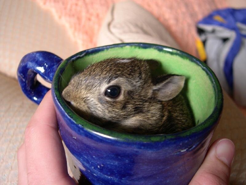 Baby Rabbit in Cup