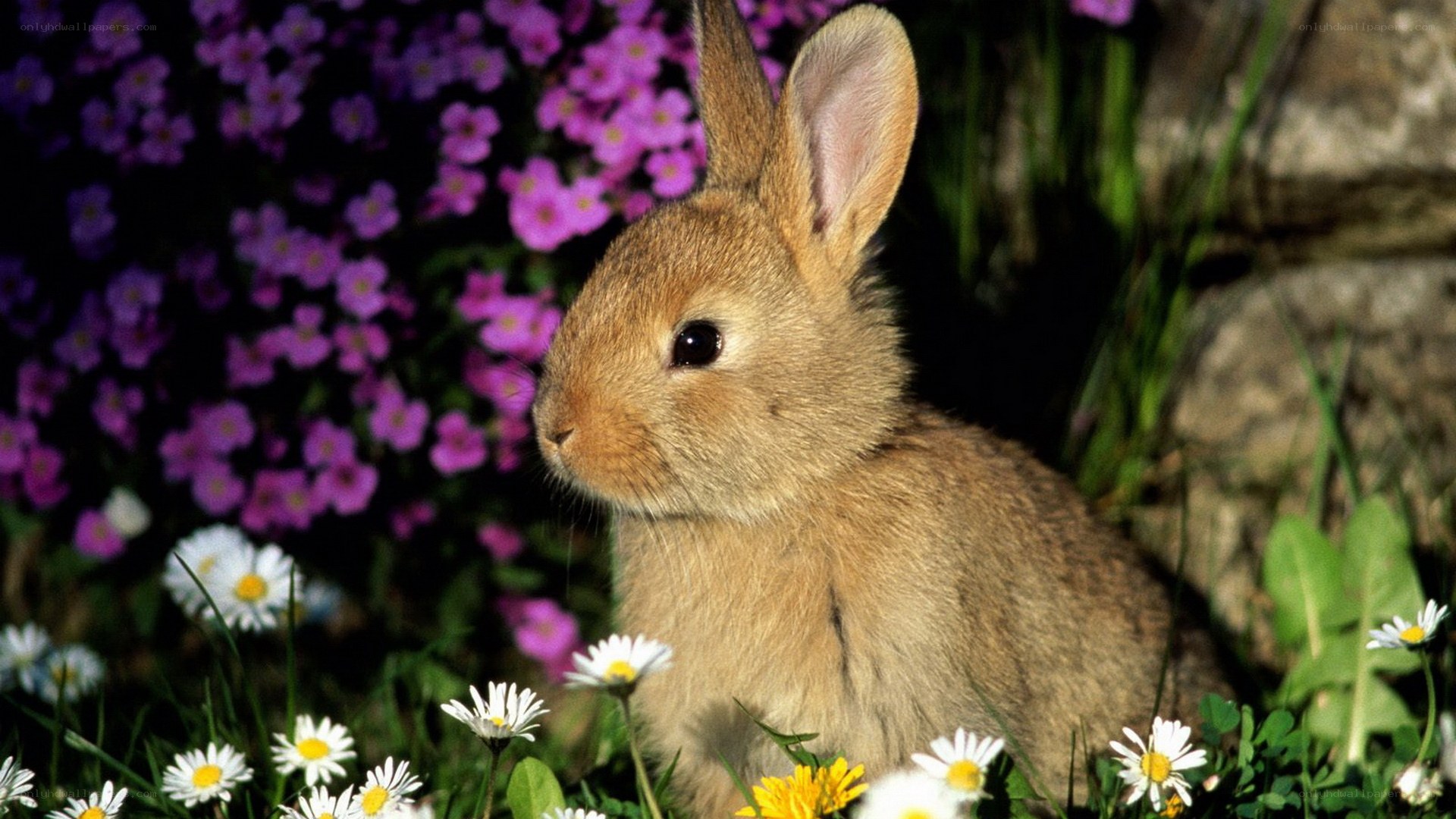 Baby rabbit in flowers