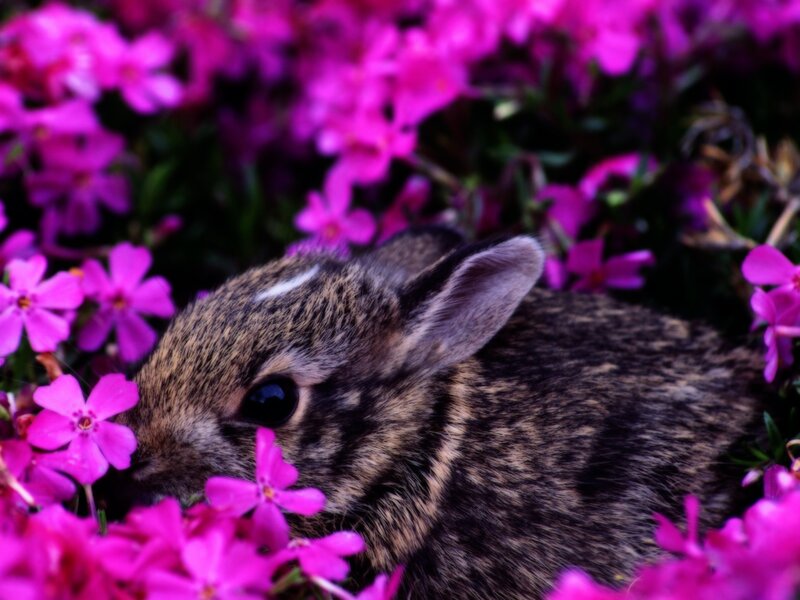 Baby Rabbit in Flowers — Pink, Calm, Spring