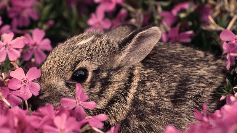 Baby Rabbit in Flowers — Pink