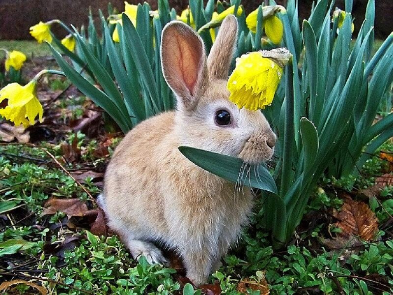 Baby Rabbit in Flowers — Yellow