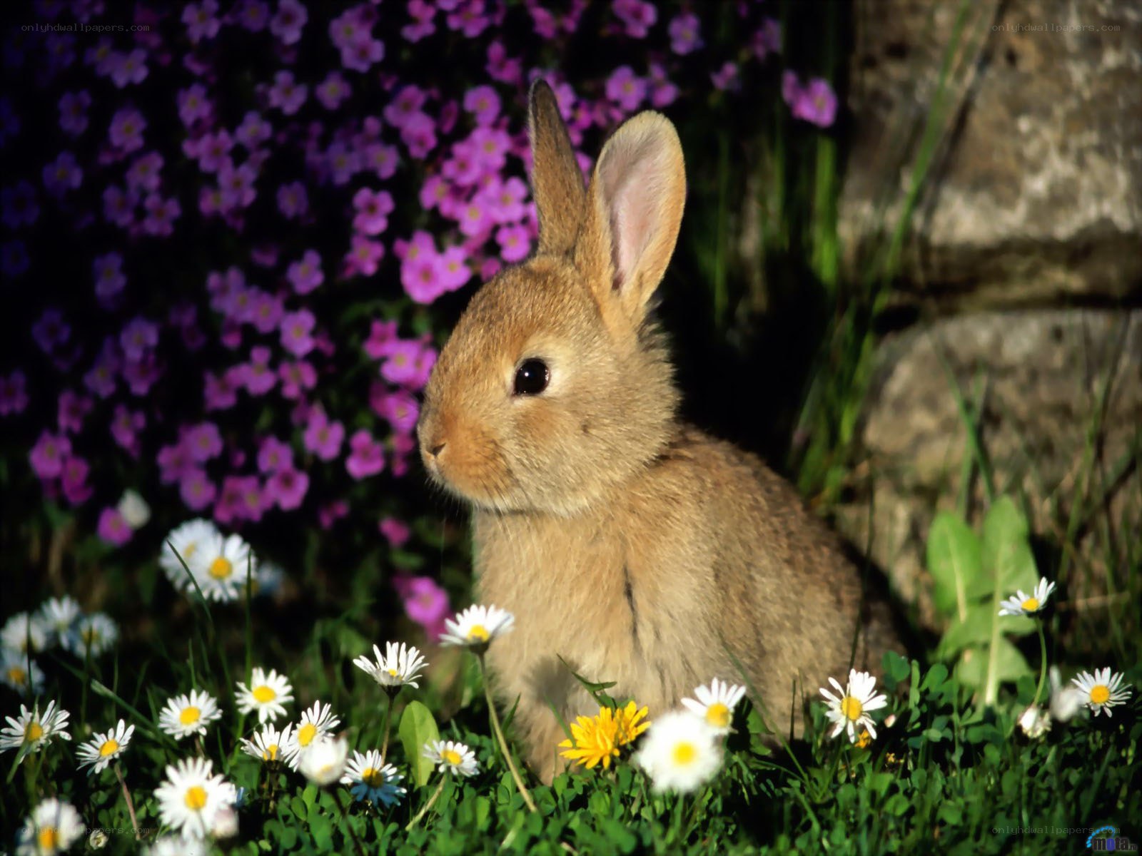 Baby rabbit in flowers