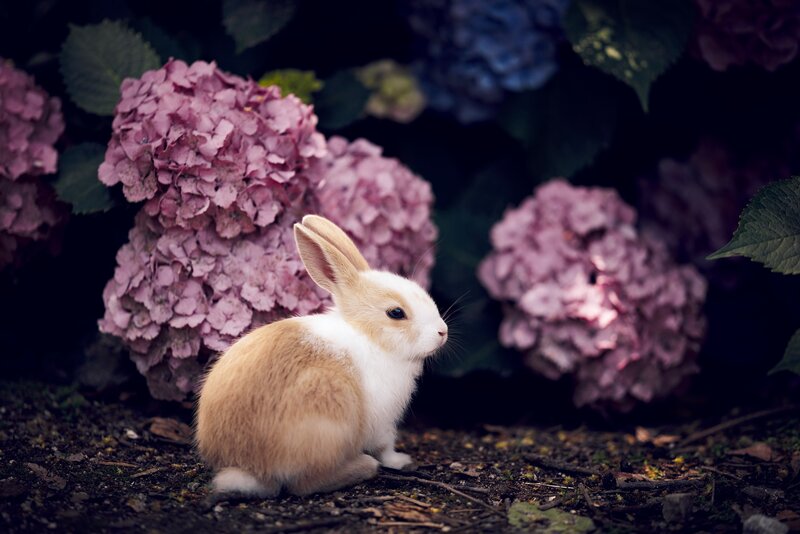 Baby Rabbit in Garden