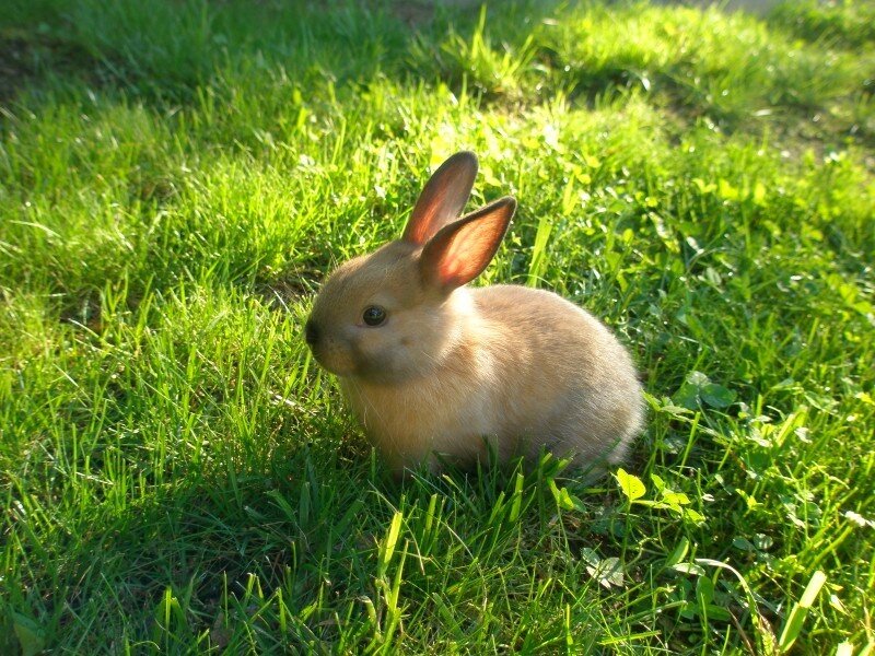 Baby rabbit in grass