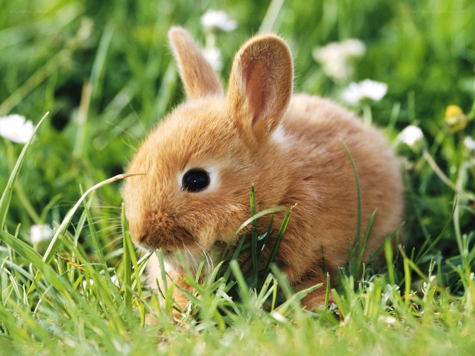 Baby rabbit in grass