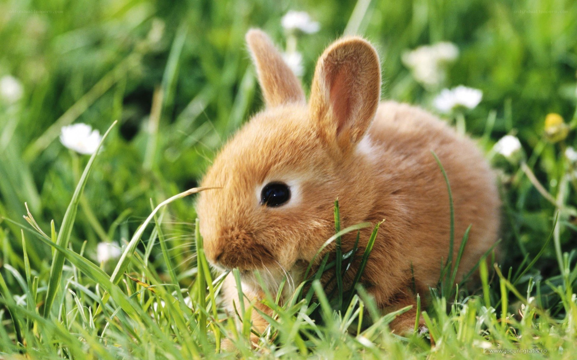 Baby rabbit in grass