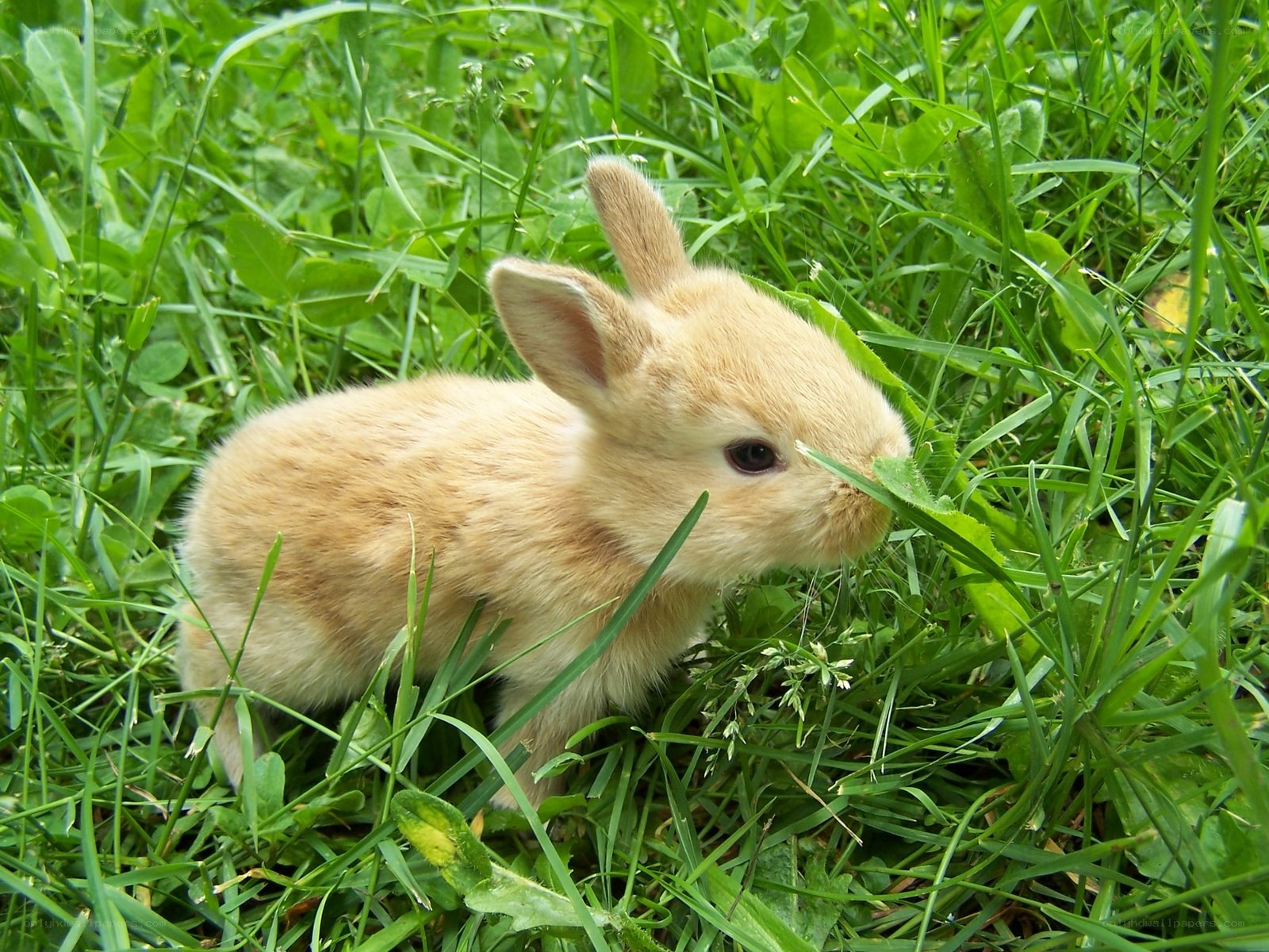Baby rabbit in grass
