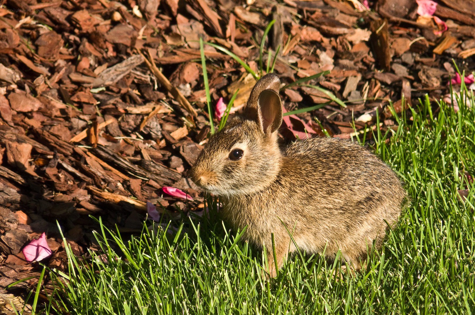 Baby rabbit in grass