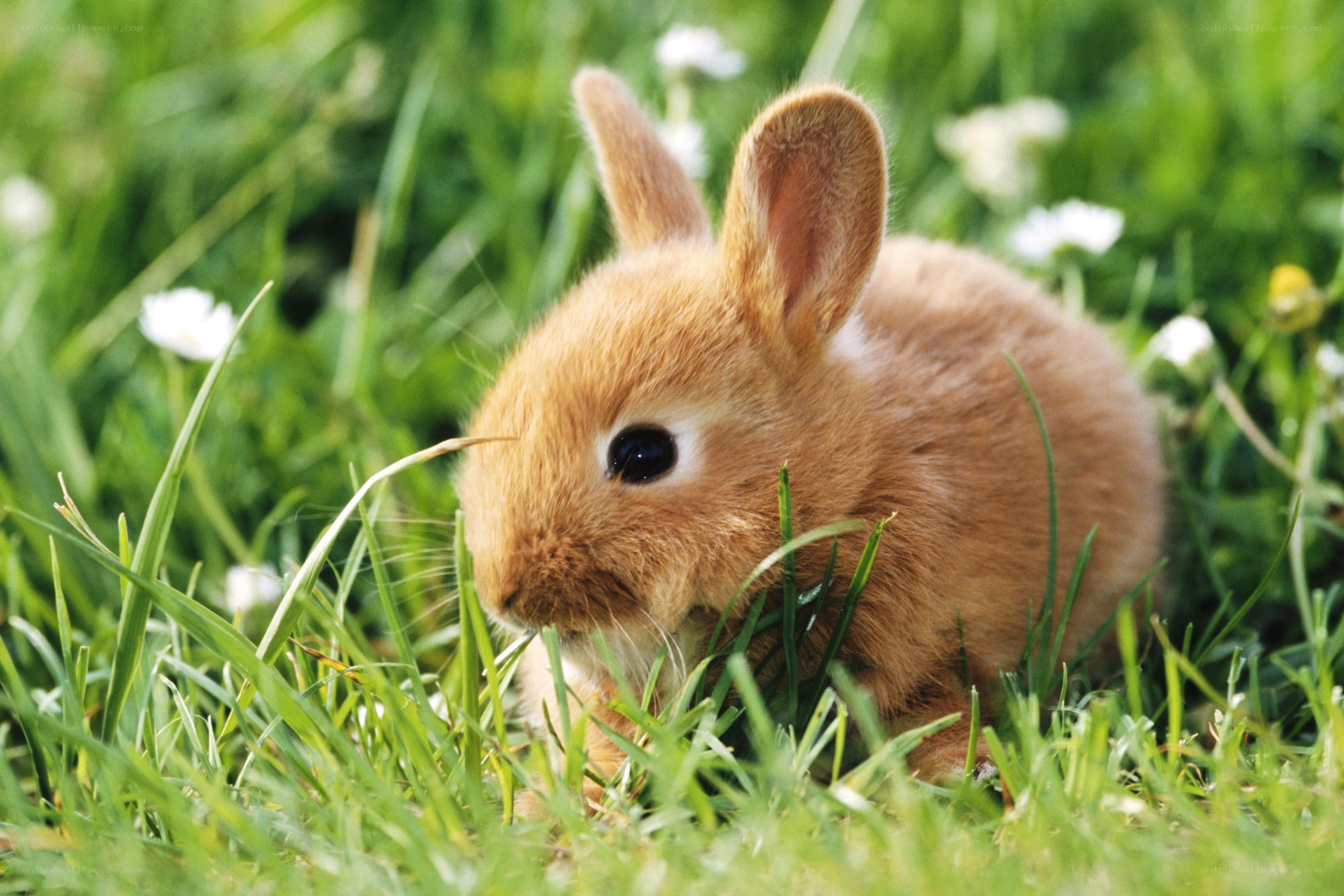 Baby rabbit in grass