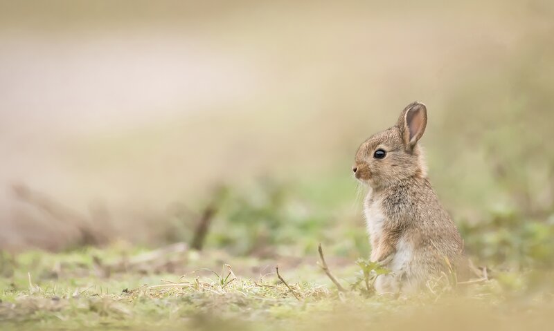 Baby Rabbit in Grass — Brown