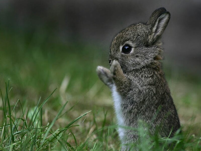 Baby Rabbit in Grass — Green, Calm, Afternoon, Photograph, Brown
