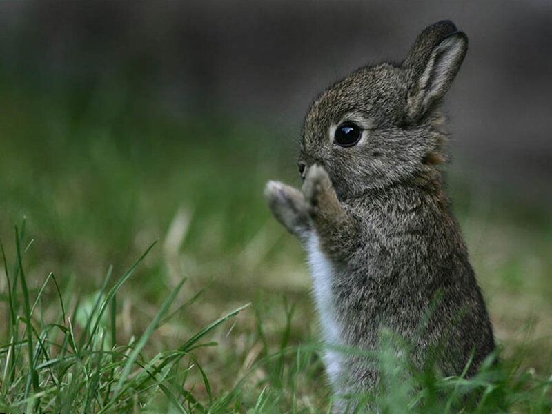 Baby Rabbit in Grass — Green, Calm, Photograph