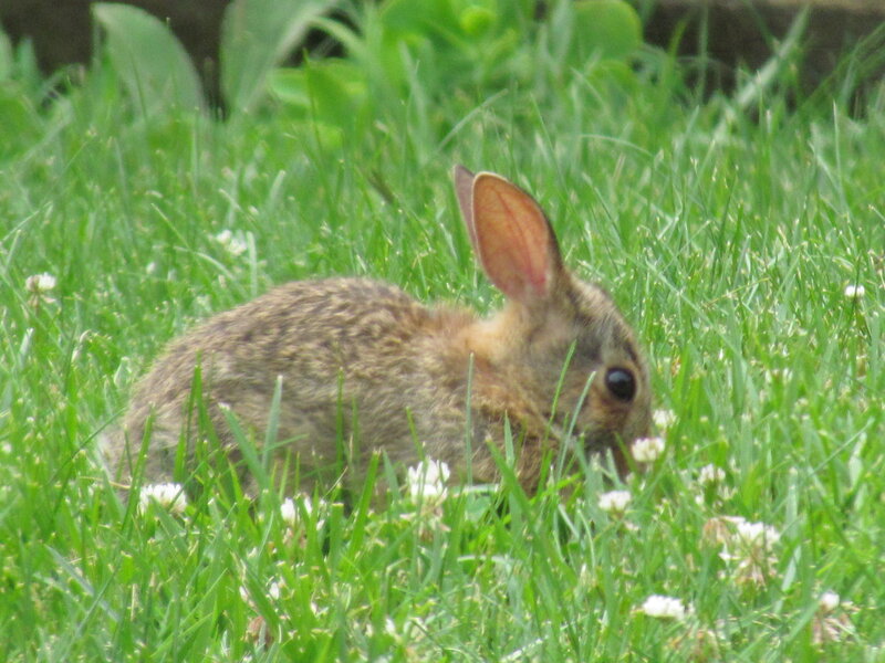Baby Rabbit in Grass — Green, Calm