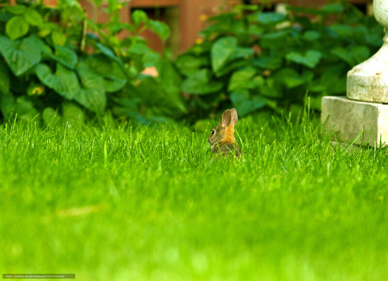 Baby Rabbit in Grass — Green, Serene