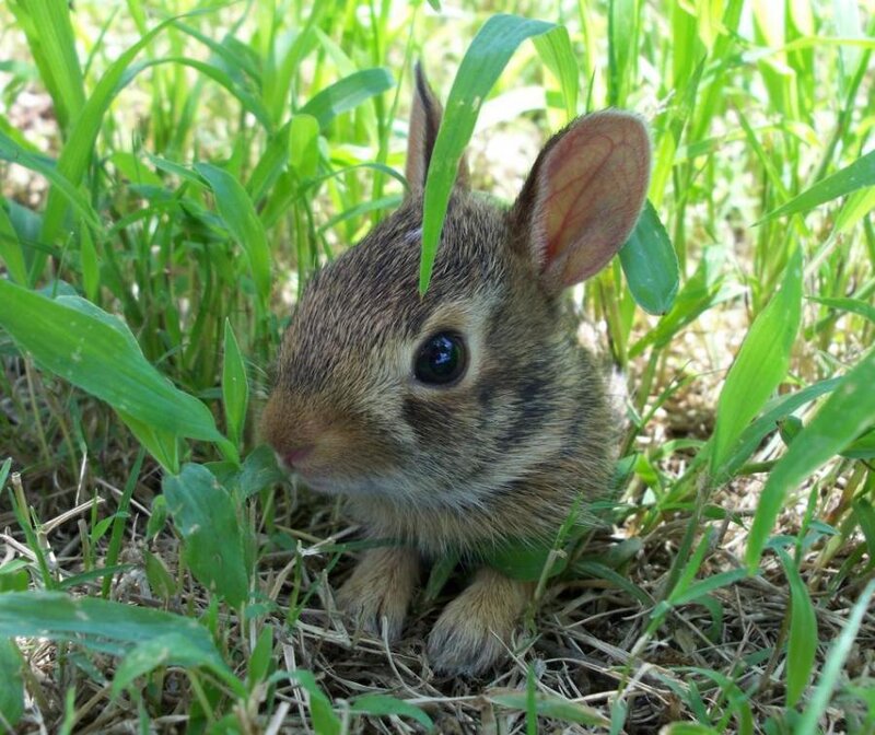 Baby Rabbit in Grass — Green