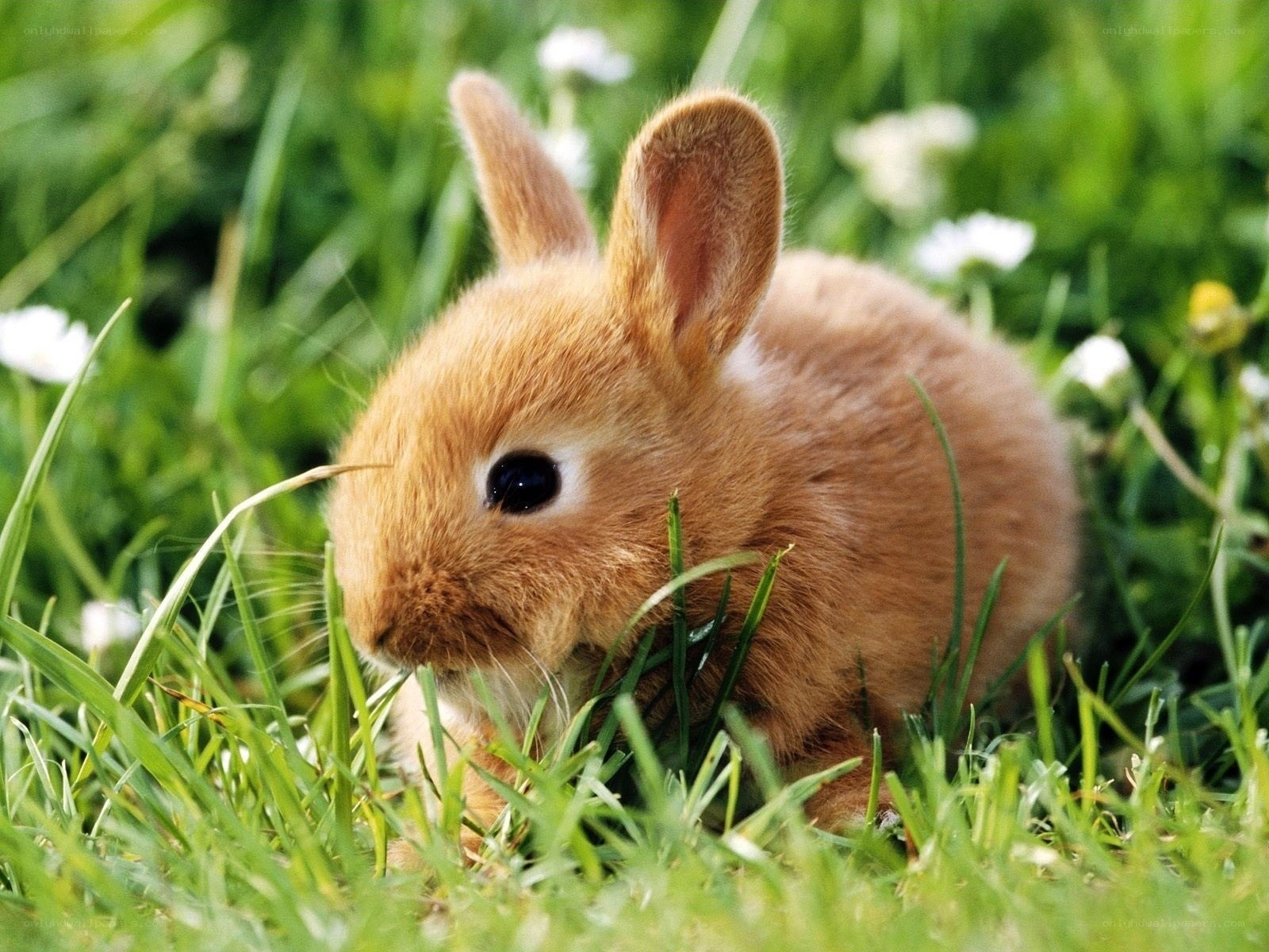 Baby rabbit in grass