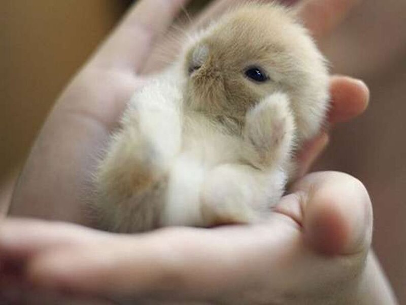 Baby Rabbit in Hand — Beige