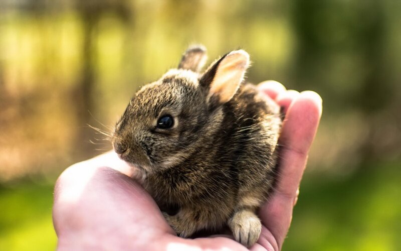 Baby Rabbit in Hand — Brown, Calm