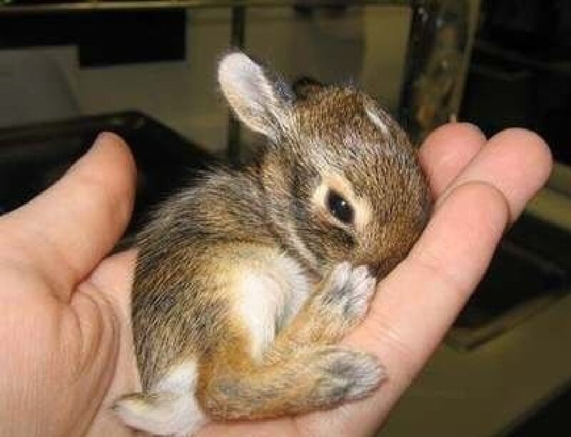 Baby Rabbit in Hand — Brown