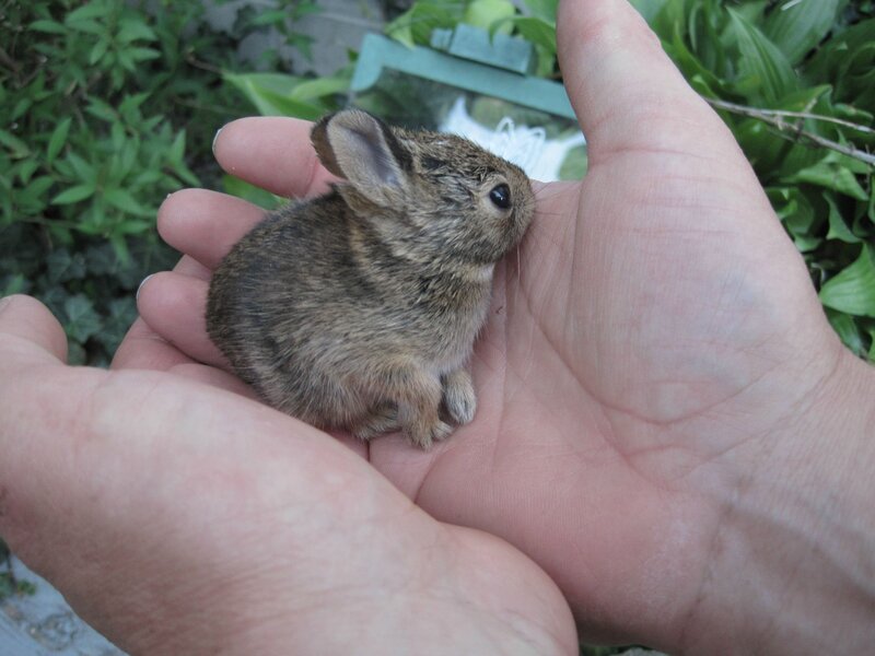 Baby rabbit in hand
