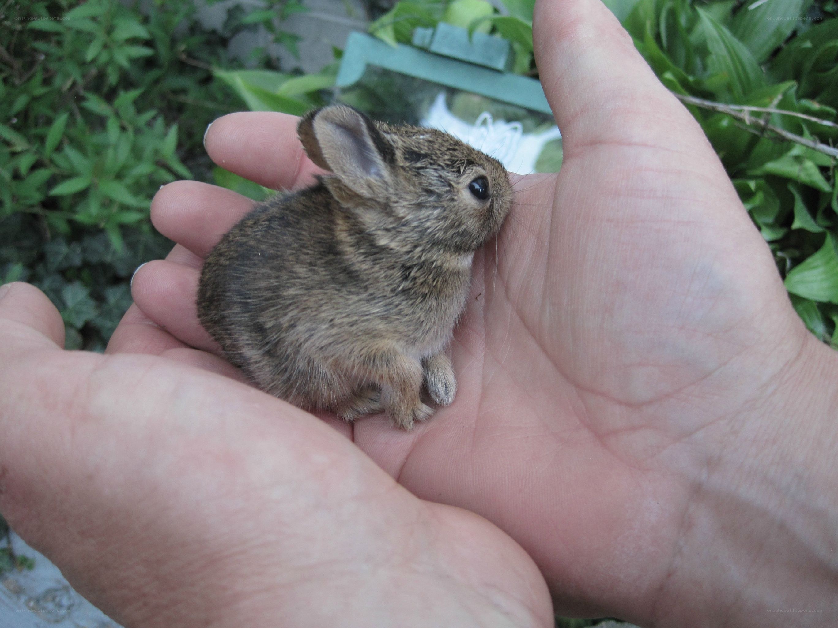 Baby rabbit in hand