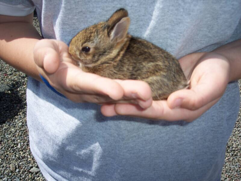 Baby Rabbit in Hands — Gray
