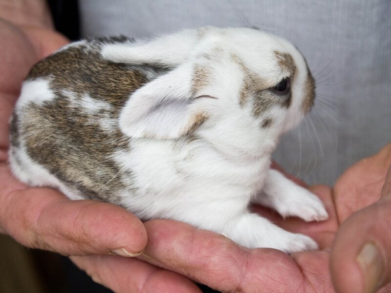 Baby Rabbit in Hands — White