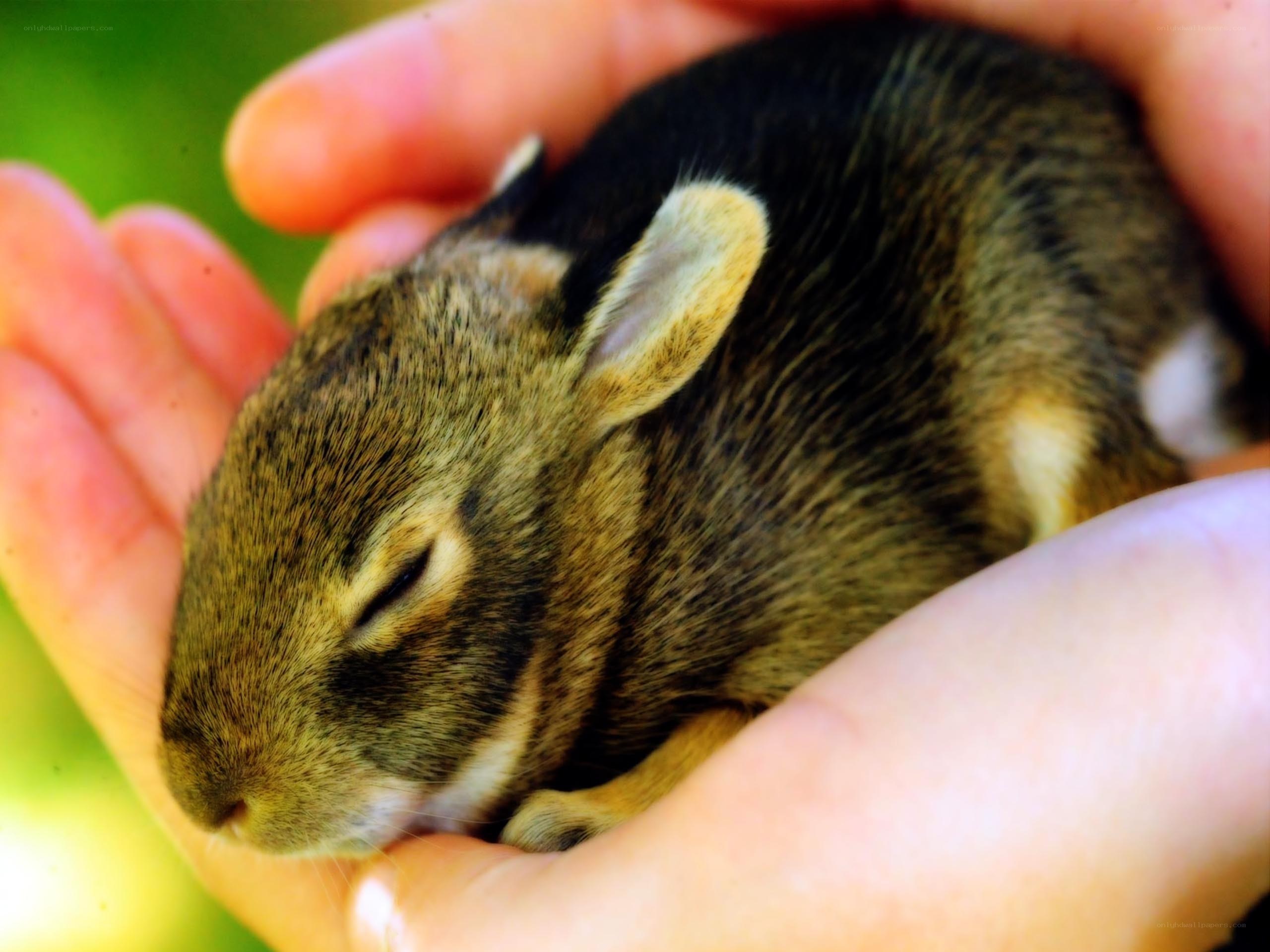 Baby rabbit in hands