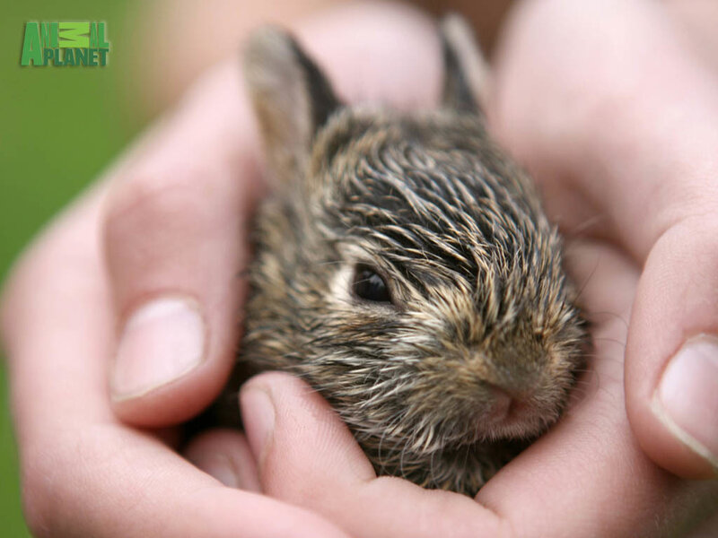 Baby rabbit in human hands