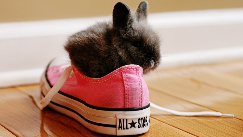 Baby Rabbit in Shoe — Pink