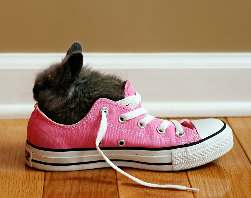 Baby Rabbit in Shoe