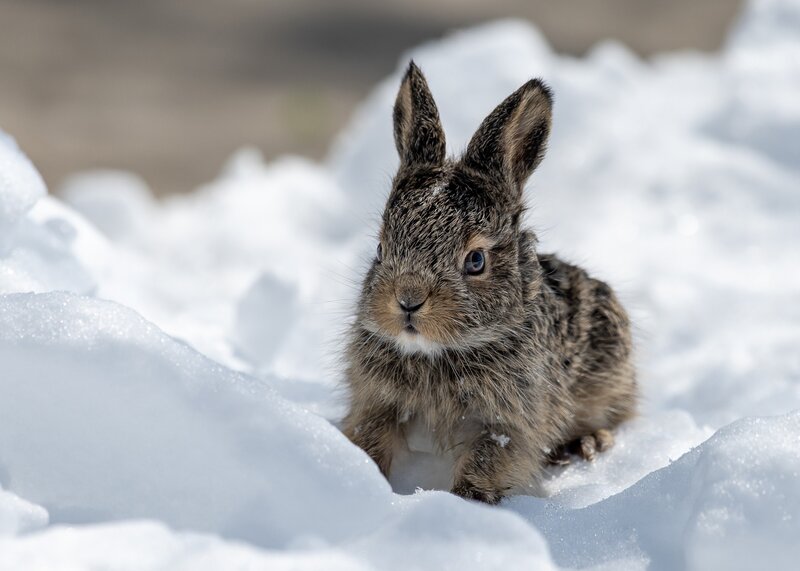 Baby Rabbit in Snow